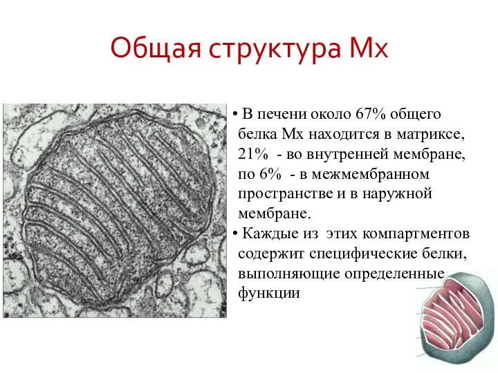 Общая структура Мх В печени около 67% общего белка Мх находится