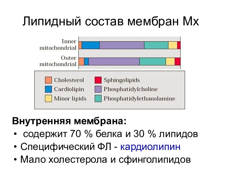 Липидный состав мембран Мх Внутренняя мембрана: содержит 70 % белка и