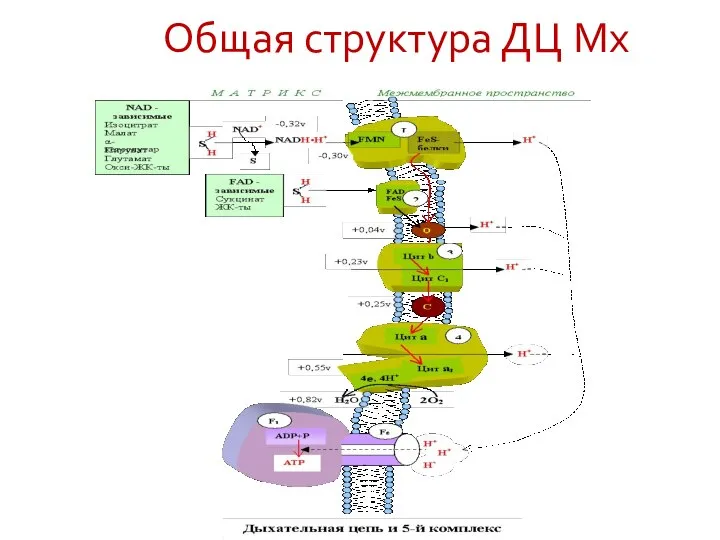 Общая структура ДЦ Мх