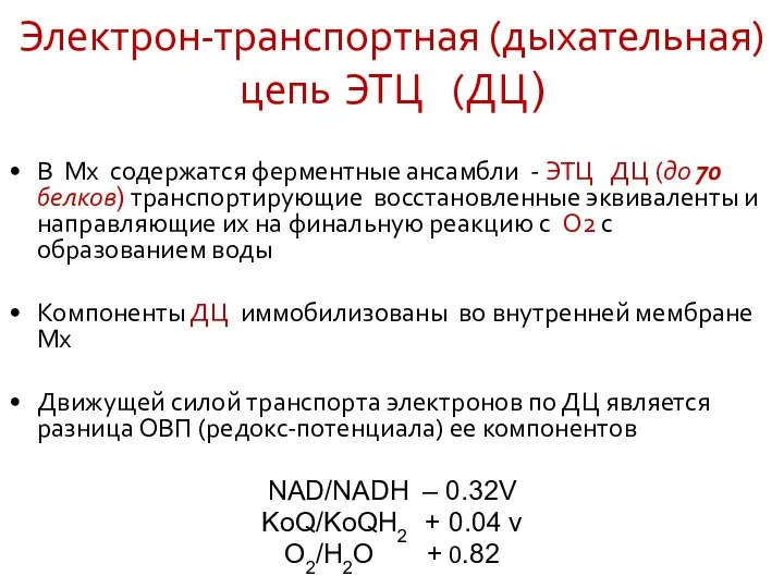 Электрон-транспортная (дыхательная) цепь ЭТЦ (ДЦ) В Мх содержатся ферментные ансамбли -