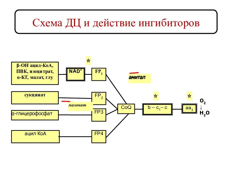 Схема ДЦ и действие ингибиторов β-ОН ацил-КоА, ПВК, изоцитрат, α-КГ, малат,