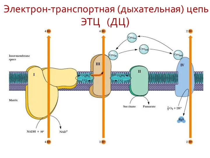 Электрон-транспортная (дыхательная) цепь ЭТЦ (ДЦ)