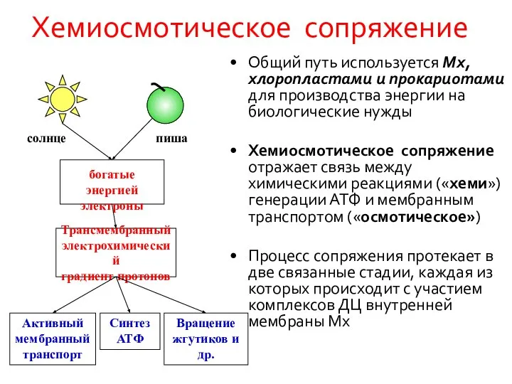 Хемиосмотическое сопряжение Общий путь используется Мх, хлоропластами и прокариотами для производства