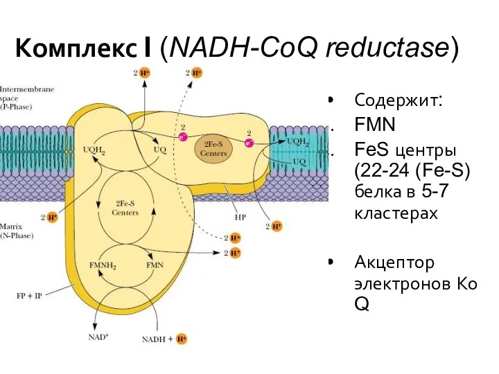 Комплекс I (NADH-CoQ reductase) Содержит: FMN FeS центры (22-24 (Fe-S) белка
