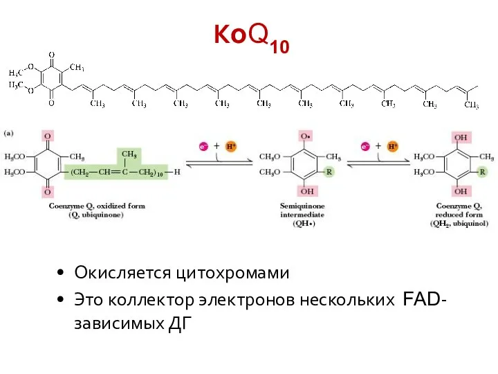КoQ10 Окисляется цитохромами Это коллектор электронов нескольких FAD-зависимых ДГ