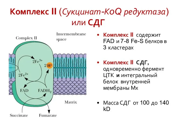 Комплекс II (Сукцинат-КoQ редуктаза) или СДГ Комплекс II содержит FAD и