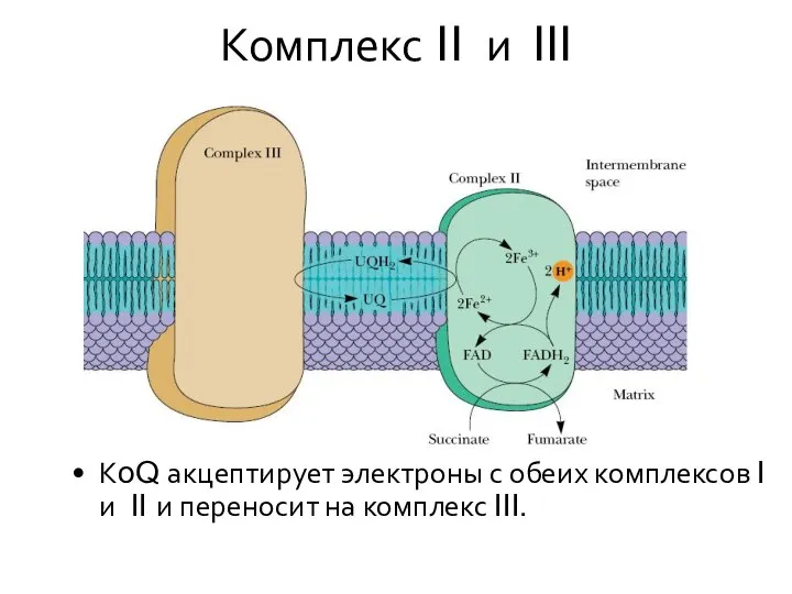 Комплекс II и III КoQ акцептирует электроны с обеих комплексов I