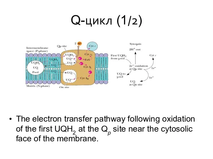 Q-цикл (1/2) The electron transfer pathway following oxidation of the first