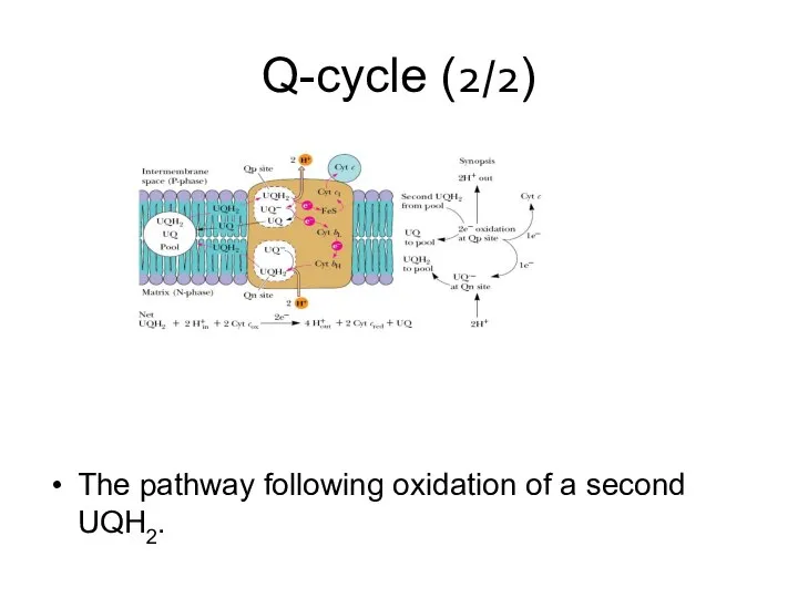 Q-cycle (2/2) The pathway following oxidation of a second UQH2.