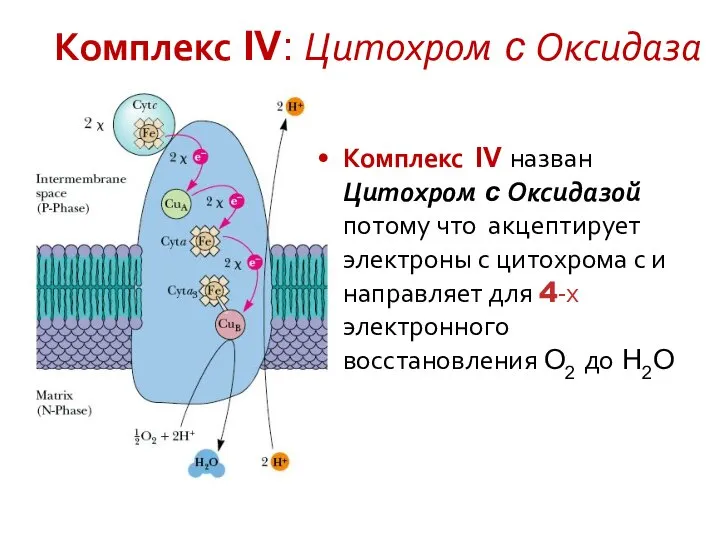Комплекс IV: Цитохром c Оксидаза Комплекс IV назван Цитохром c Оксидазой