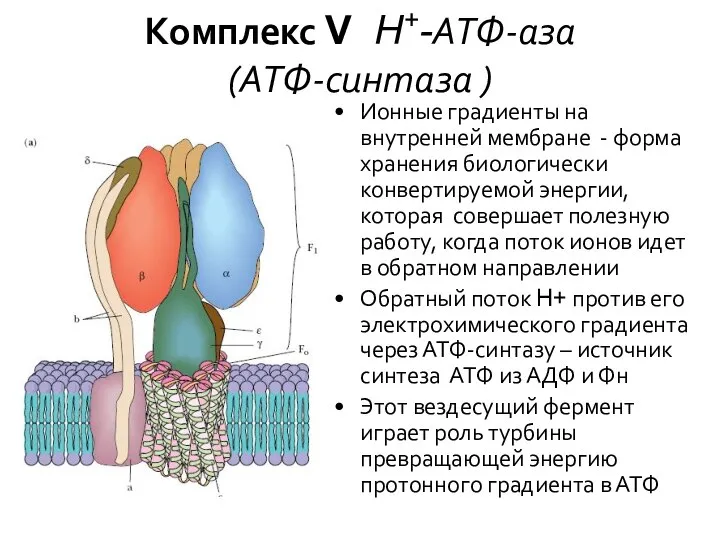 Комплекс V H+-АТФ-аза (АТФ-синтаза ) Ионные градиенты на внутренней мембране -