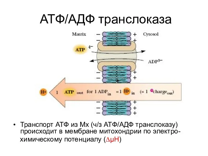 ATФ/AДФ транслоказа Транспорт АТФ из Мх (ч/з ATФ/AДФ транслоказу) происходит в