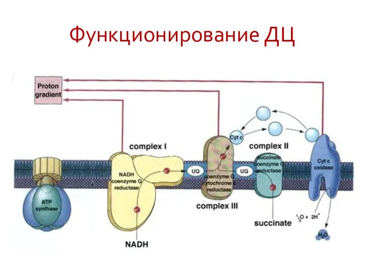 Функционирование ДЦ