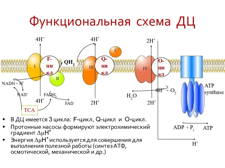 Функциональная схема ДЦ В ДЦ имеется 3 цикла: F-цикл, Q-цикл и