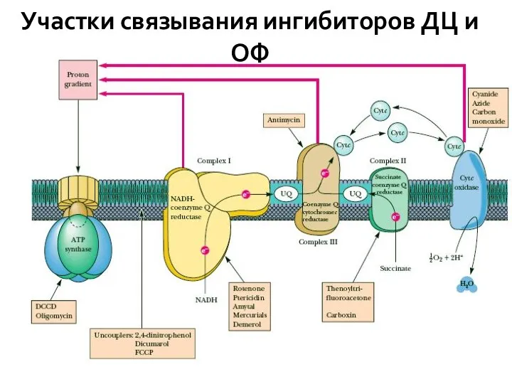 Участки связывания ингибиторов ДЦ и ОФ