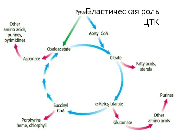 * Пластическая роль ЦТК