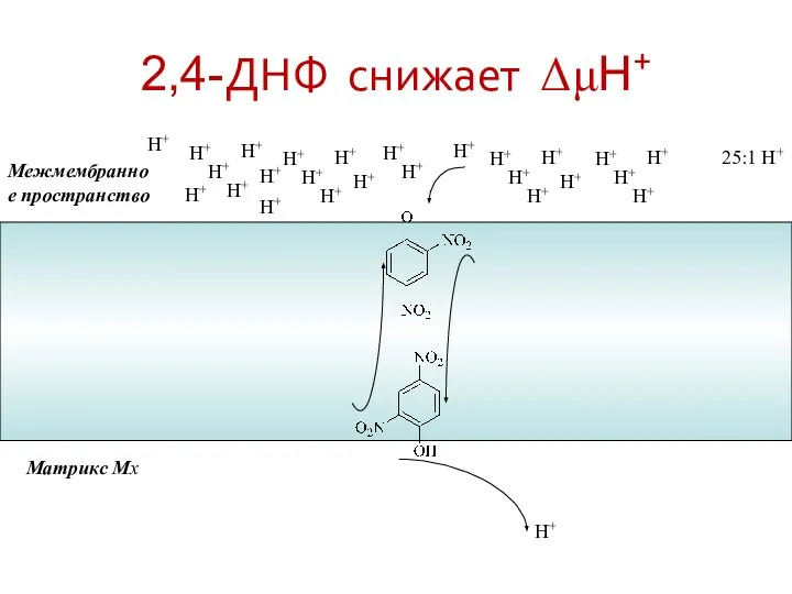 2,4-ДНФ снижает ΔμH+ Межмембранное пространство Матрикс Мх H+ H+ H+ H+