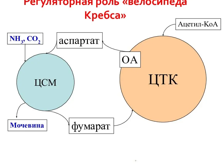 * Регуляторная роль «велосипеда Кребса» ЦТК ЦСМ аспартат фумарат OA NH3, CO2 Мочевина Ацетил-KoA