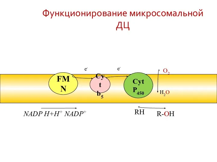 Функционирование микросомальной ДЦ Cyt P450 RH R-OH O2 H2O Cyt b5