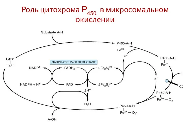 Роль цитохрома P450 в микросомальном окислении