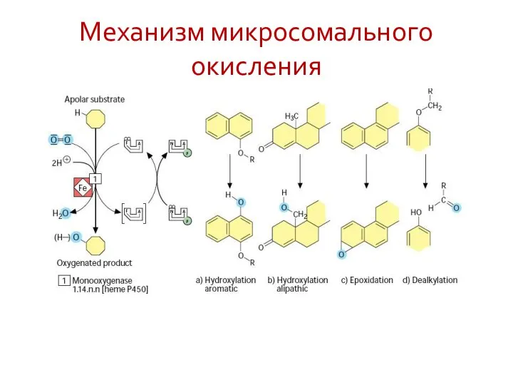 Механизм микросомального окисления