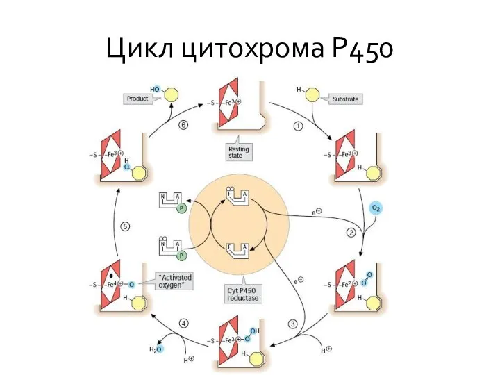 Цикл цитохрома Р450