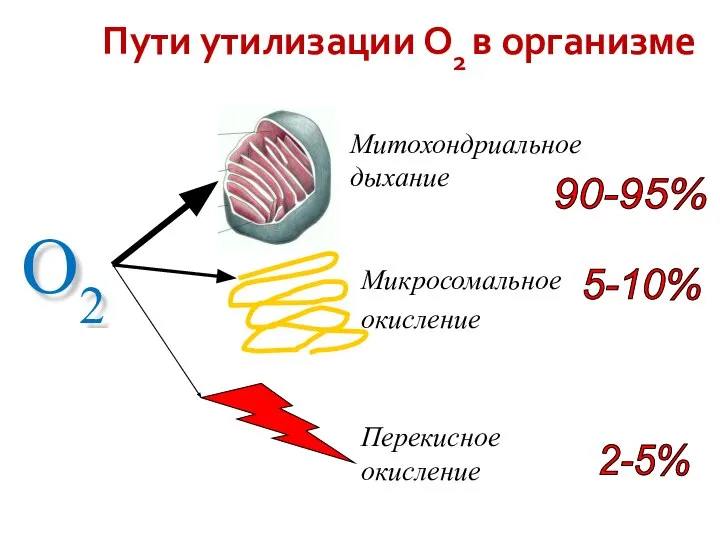 Пути утилизации О2 в организме O2 Митохондриальное дыхание Микросомальное окисление Перекисное