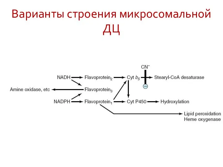 Варианты строения микросомальной ДЦ