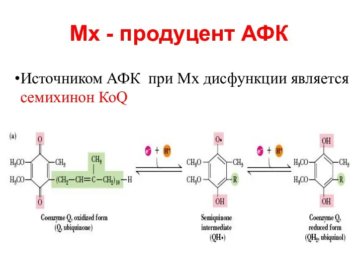 Мх - продуцент АФК Источником АФК при Мх дисфункции является семихинон КоQ