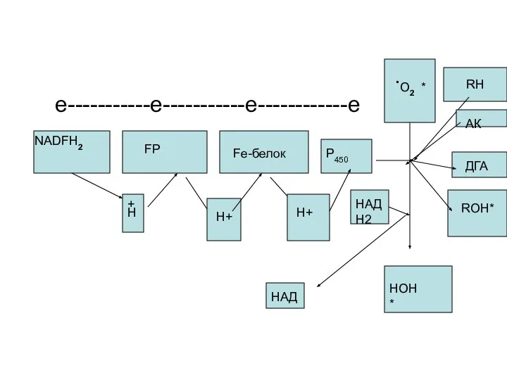 e-----------e-----------e------------e RH NADFH2 FP Fe-белок Р450 + Н Н+ Н+ НАДН2