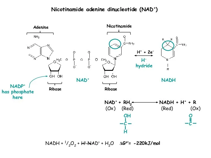 H+ + 2e- Ribose Adenine Nicotinamide Ribose Nicotinamide adenine dinucleotide (NAD+)