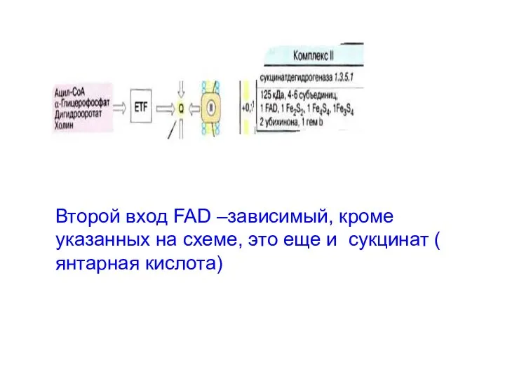 Второй вход FAD –зависимый, кроме указанных на схеме, это еще и сукцинат ( янтарная кислота)