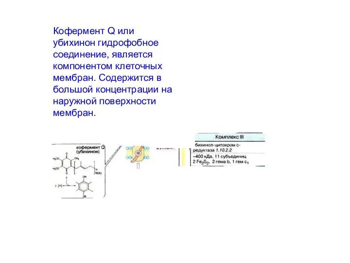 Кофермент Q или убихинон гидрофобное соединение, является компонентом клеточных мембран. Содержится