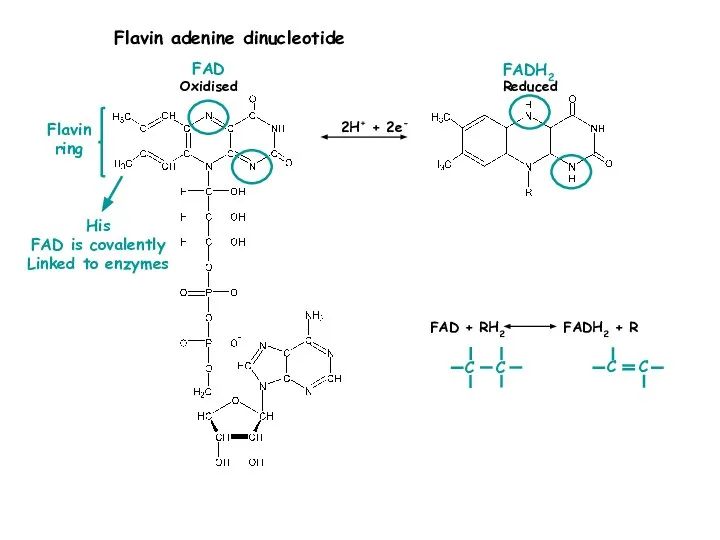 2H+ + 2e- Flavin adenine dinucleotide Oxidised Reduced FAD FADH2 Flavin