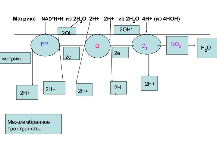 Матрикс NAD*H+H из 2Н2О 2Н+ 2Н+ из 2Н2О 4Н+ (из 4НОН)