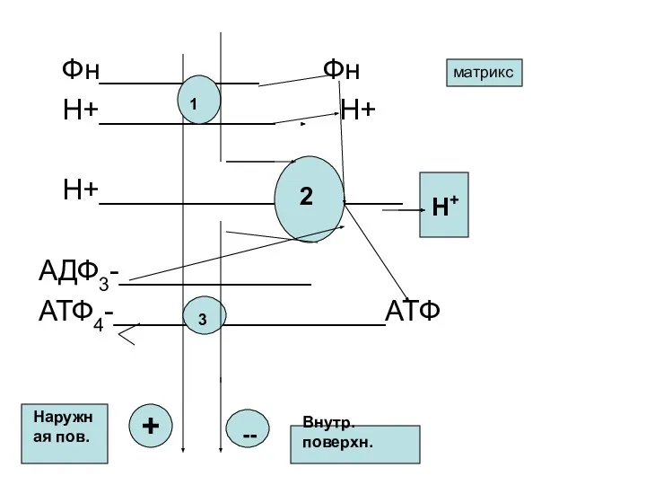 Фн__________ Фн Н+___________ Н+ Н+___________________ АДФ3-____________ АТФ4-_________________АТФ 1 3 H+ 2