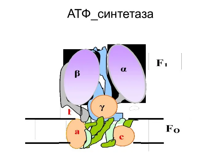 АТФ_синтетаза