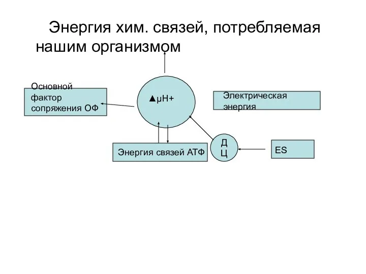 Энергия хим. cвязей, потребляемая нашим организмом ▲μΗ+ Электрическая энергия Основной фактор