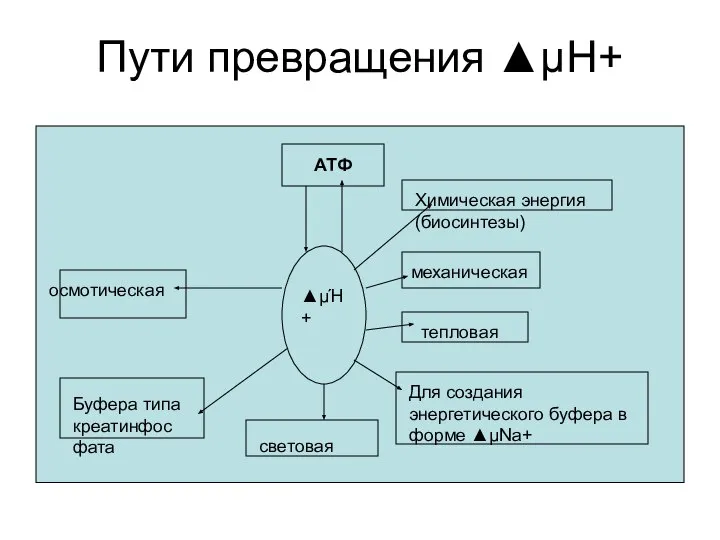 Пути превращения ▲μΗ+ АТФ ▲μΉ+ Химическая энергия (биосинтезы) механическая тепловая Для