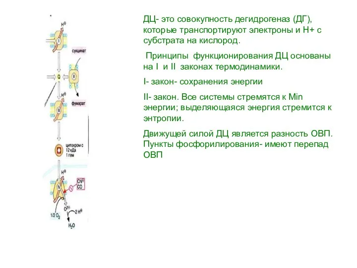 ДЦ- это совокупность дегидрогеназ (ДГ), которые транспортируют электроны и Н+ с