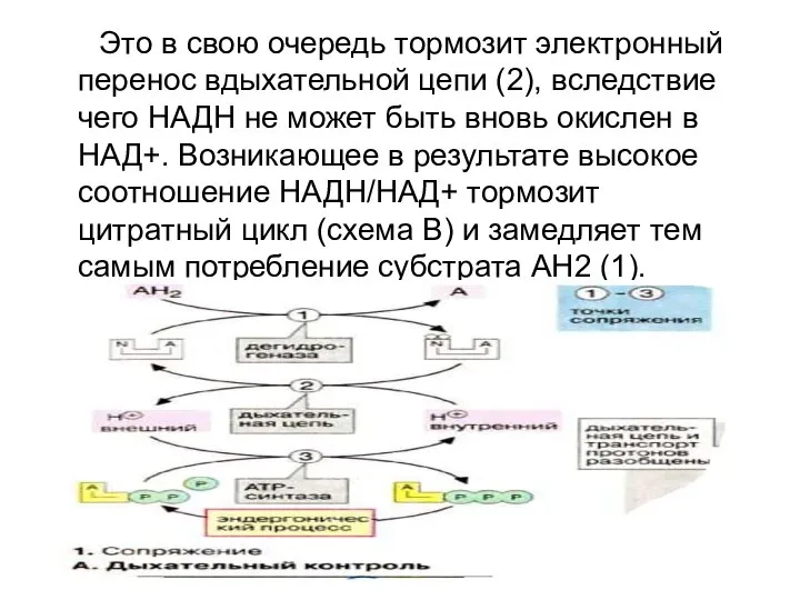 Это в свою очередь тормозит электронный перенос вдыхательной цепи (2), вследствие