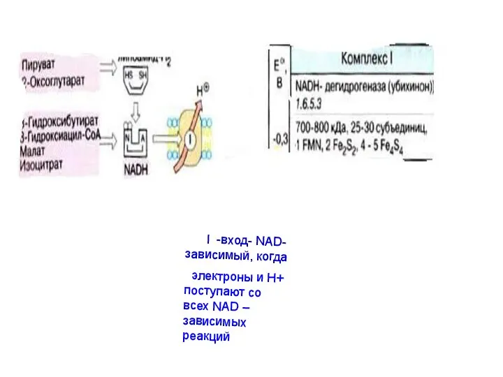 I -вход- NAD- зависимый, когда электроны и Н+ поступают со всех NAD –зависимых реакций