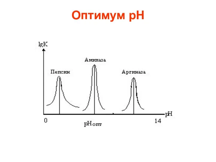 Оптимум рН