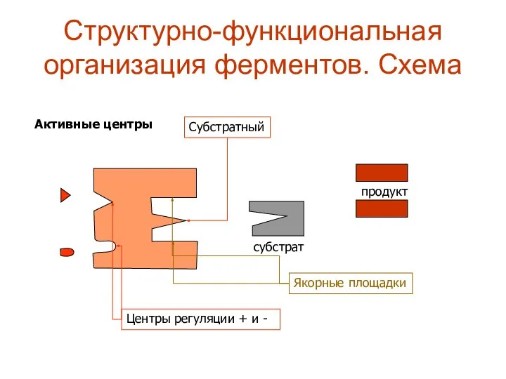 Структурно-функциональная организация ферментов. Схема Активные центры Якорные площадки Субстратный субстрат продукт Центры регуляции + и -