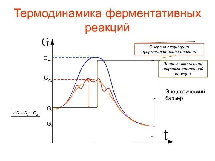 Термодинамика ферментативных реакций Энергетический барьер G2 G1 ΔG = G1 –