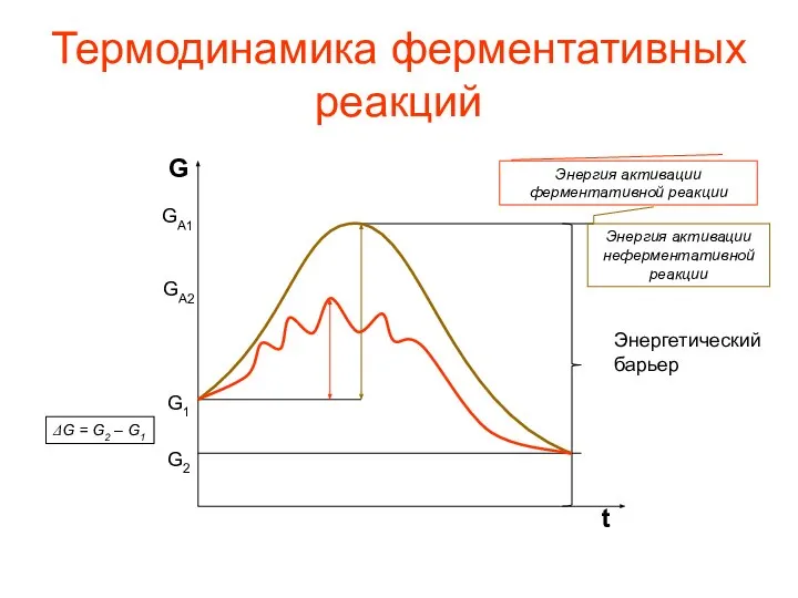 Термодинамика ферментативных реакций Энергетический барьер G2 G1 ΔG = G2 –