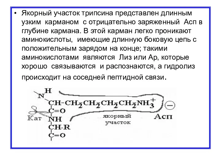 Якорный участок трипсина представлен длинным узким карманом с отрицательно заряженный Асп