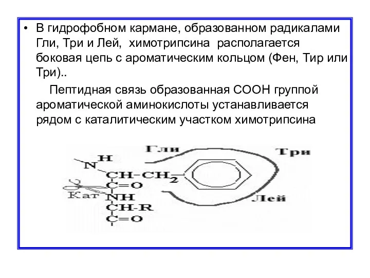 В гидрофобном кармане, образованном радикалами Гли, Три и Лей, химотрипсина располагается