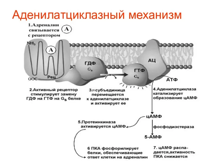 Аденилатциклазный механизм