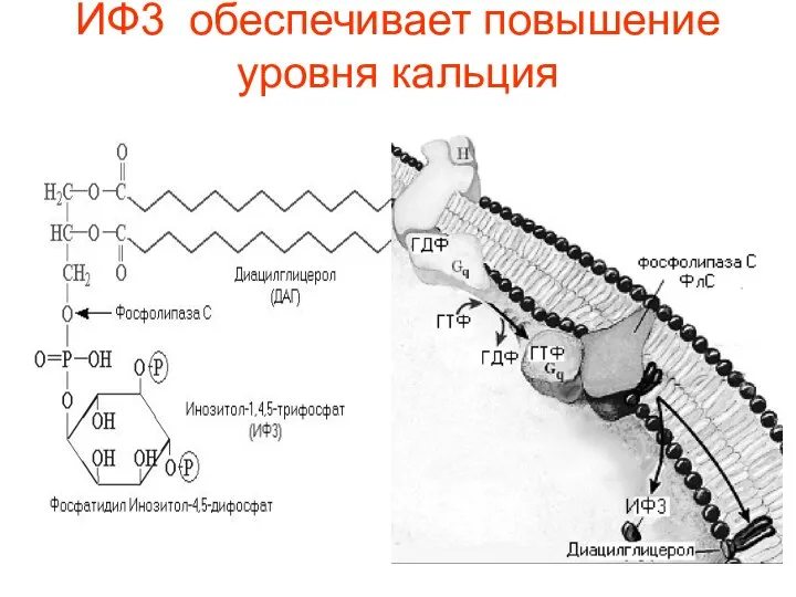 ИФ3 обеспечивает повышение уровня кальция